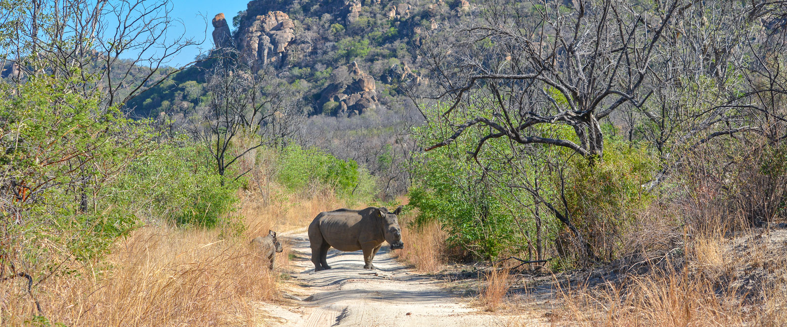 let us know your thoughts about Zimbabwe and we will help you create the perfect safari 