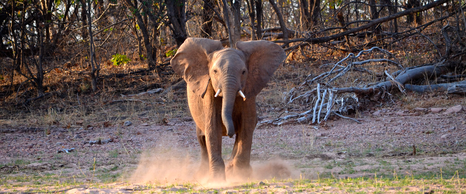 let us know your thoughts about Zimbabwe and we will help you create the perfect trip