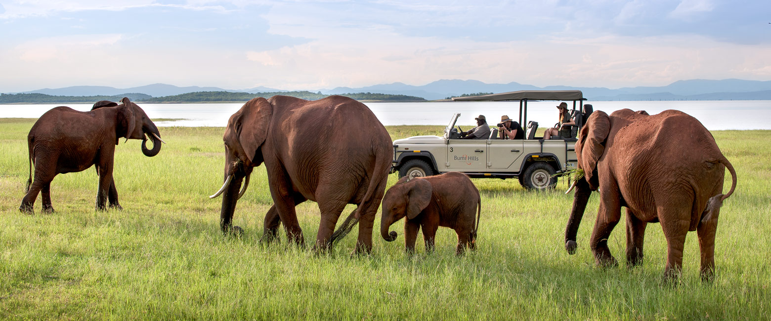 let us know your thoughts about Zimbabwe and we will help you create the perfect safari