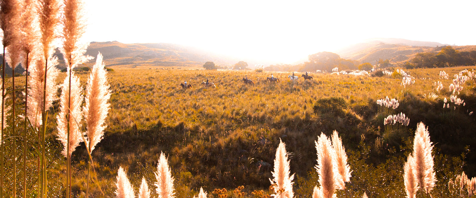 let us know your thoughts about Argentina and we will help you create the perfect safari 