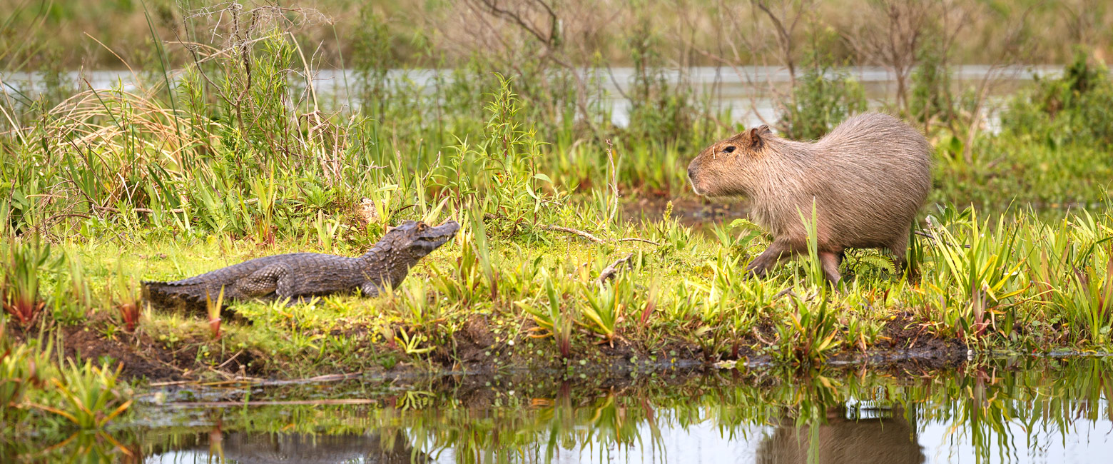 is an extensive wetland in the north of Argentina