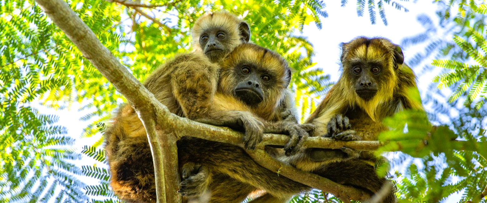 let us know your thoughts about Argentina and we will help you create the perfect safari