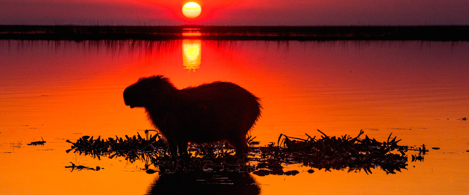 let us know your thoughts about Argentina and we will help you create the perfect safari