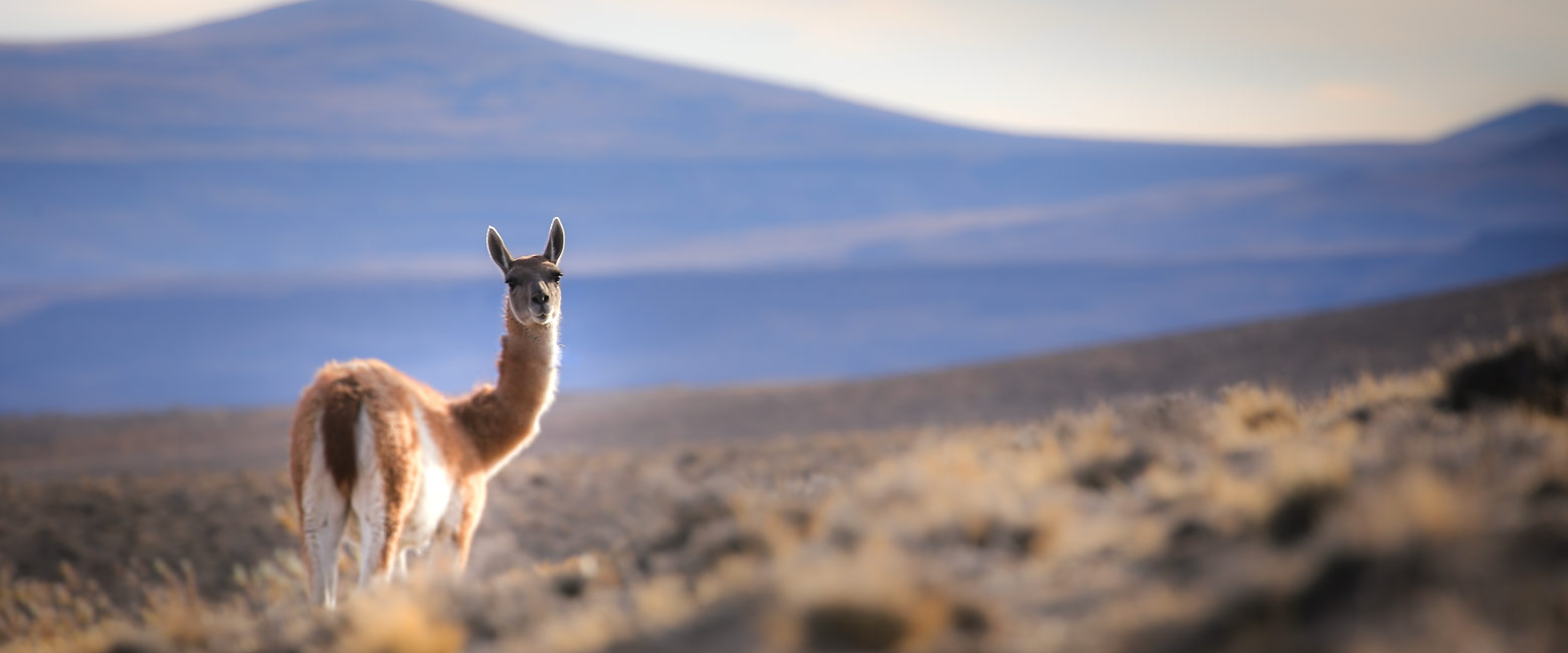 is a remote area of Argentina, with hiking, rock-art and pumas