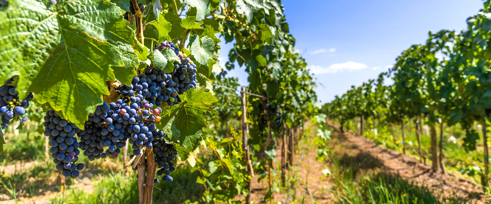 let us know your thoughts about Argentina and we will help you create the perfect safari