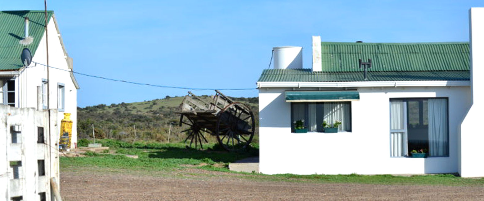is the key spot for viewing orcas beaching whilst hunting seals 
