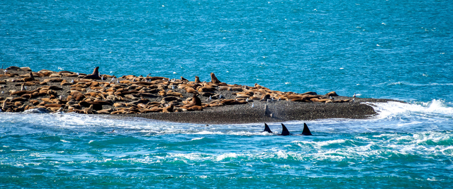 let us know your thoughts about Argentina and we will help you create the perfect safari