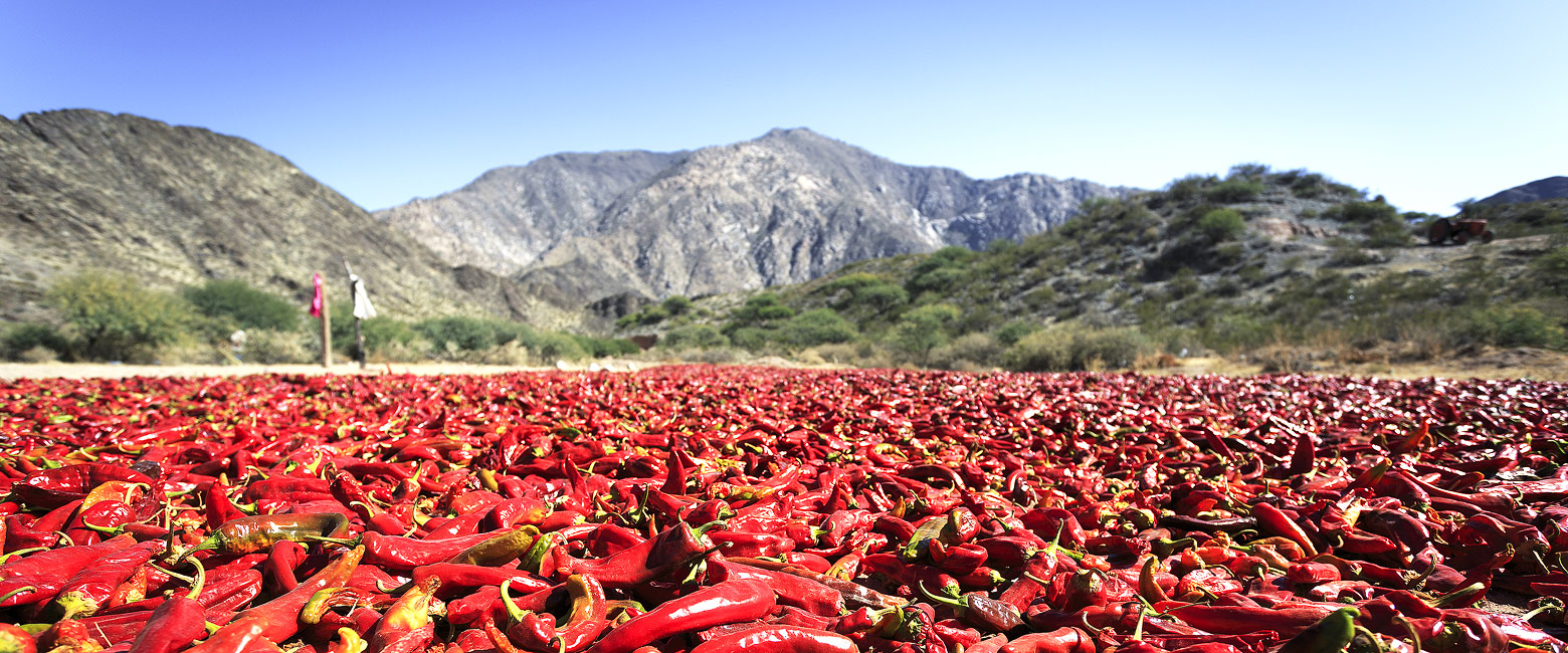 let us know your thoughts about Argentina and we will help you create the perfect safari