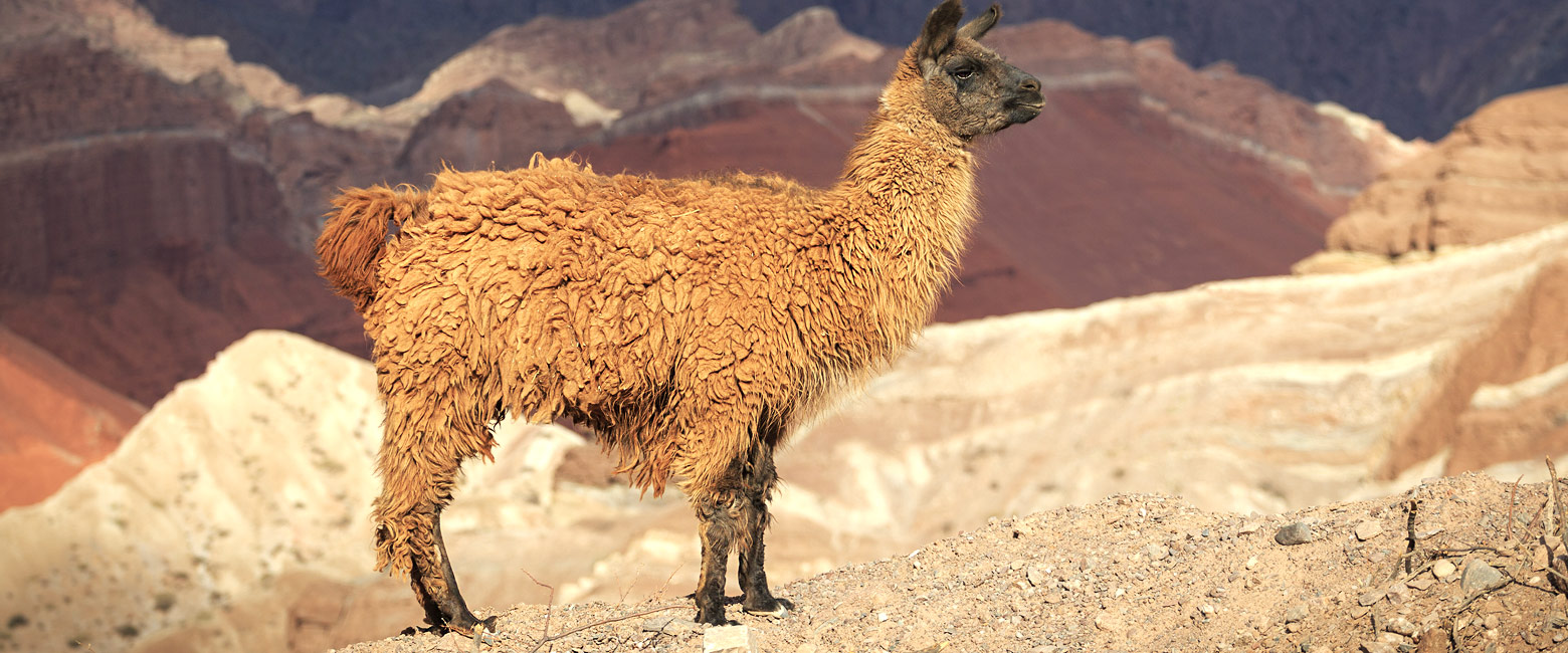 let us know your thoughts about Argentina and we will help you create the perfect safari