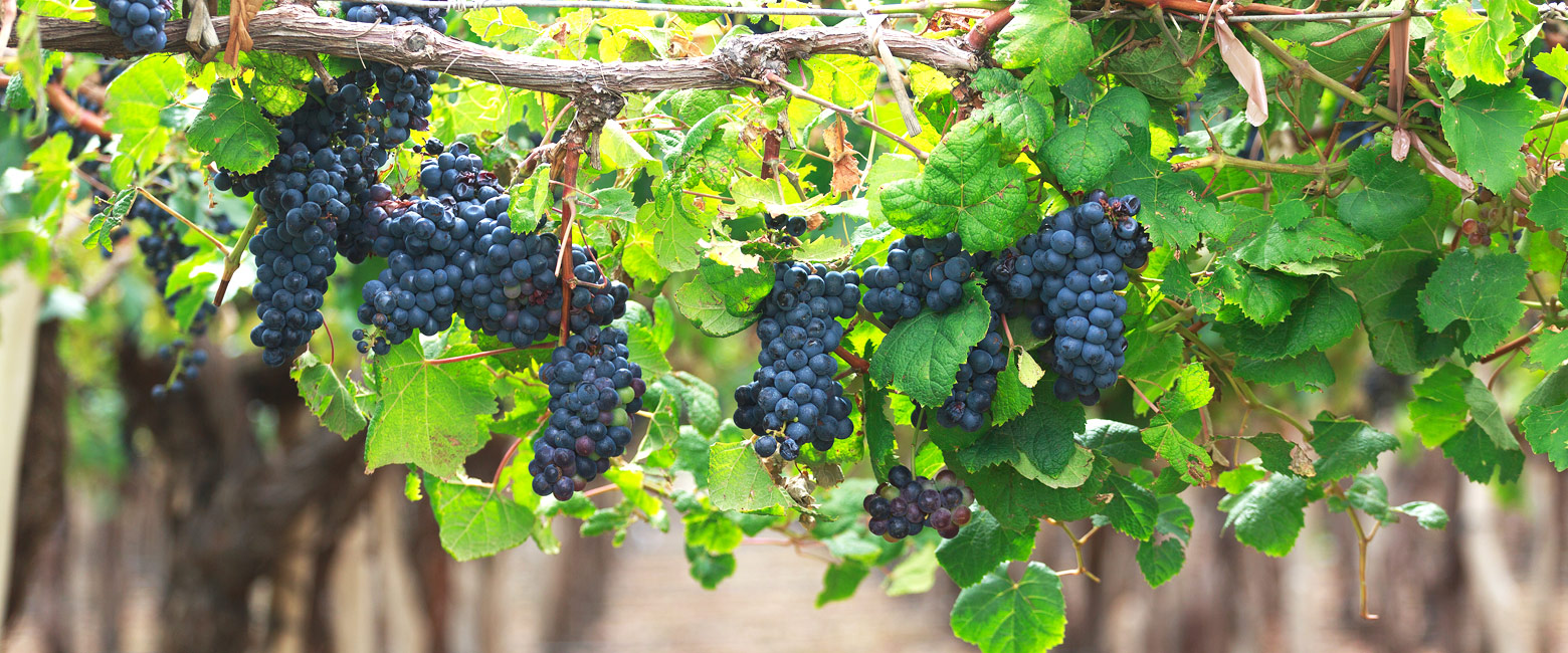let us know your thoughts about Argentina and we will help you create the perfect safari