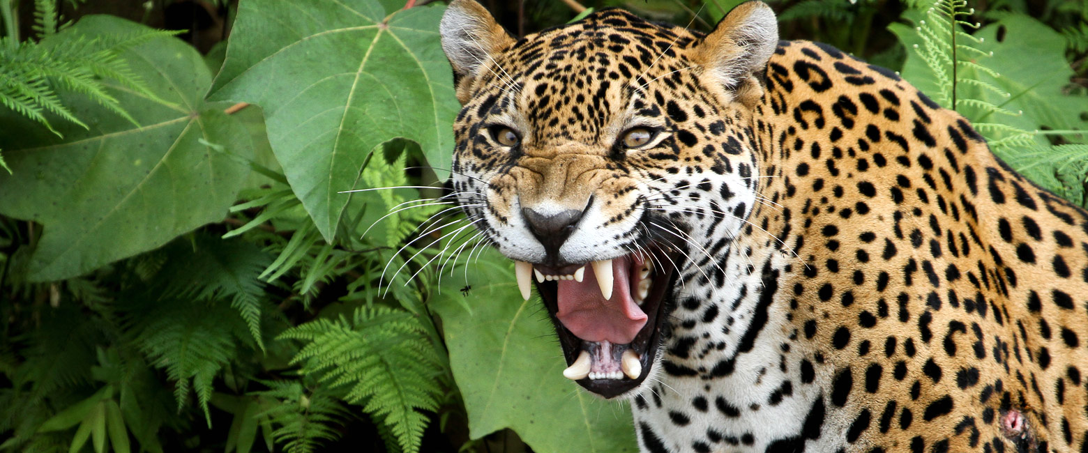 let us know your thoughts about Bolivia and we will help you create the perfect trip 
