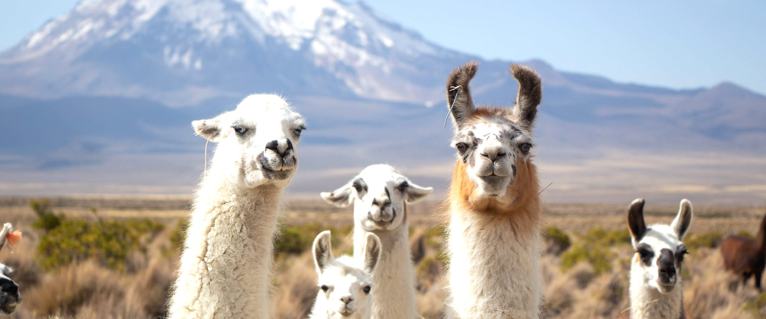 let us know your thoughts about Bolivia and we will help you create the perfect trip 