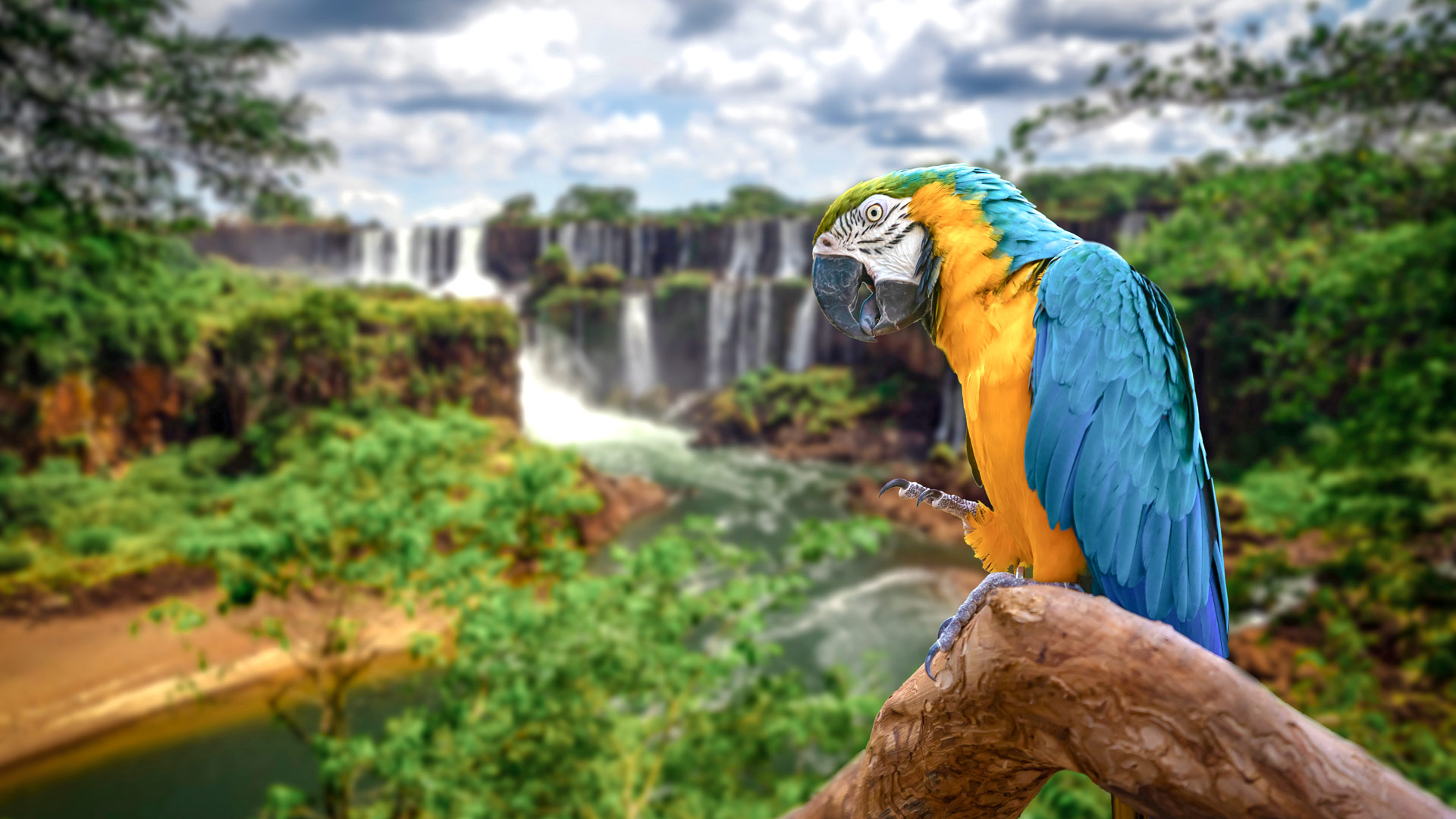 Safari in Brazil