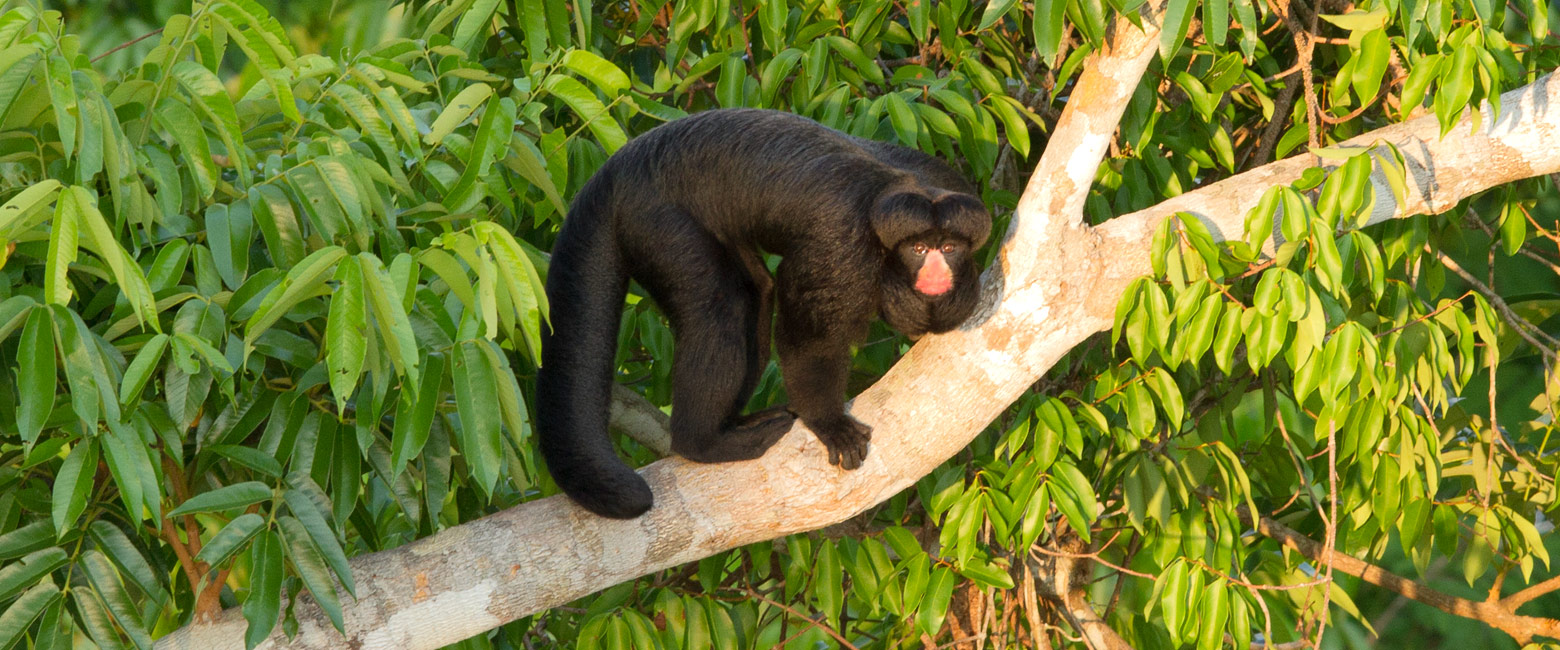 is an impressive rainforest, easily connected to Pantanal