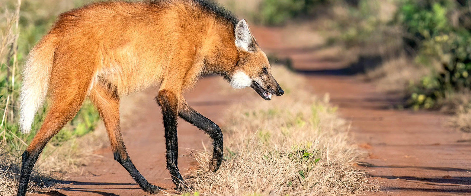 Lorem ipsum dolor sit amet ius ex causae blandit 