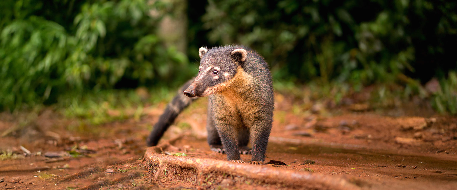 let us know your thoughts about Brazil and we will help you create the perfect trip