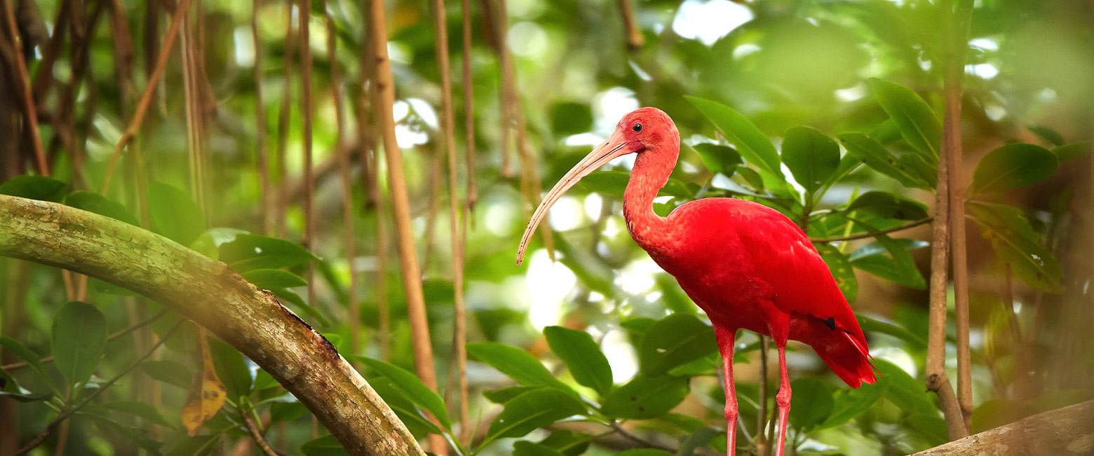 let us know your thoughts about Brazil and we will help you create the perfect trip 