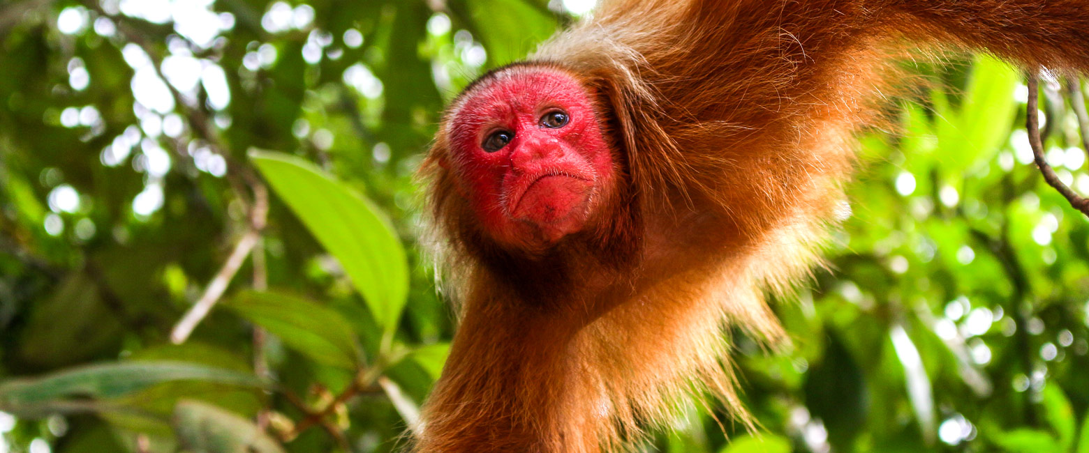 let us know your thoughts about Brazil and we will help you create the perfect trip 