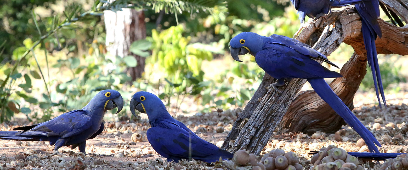 let us know your thoughts about Brazil and we will help you create the perfect trip