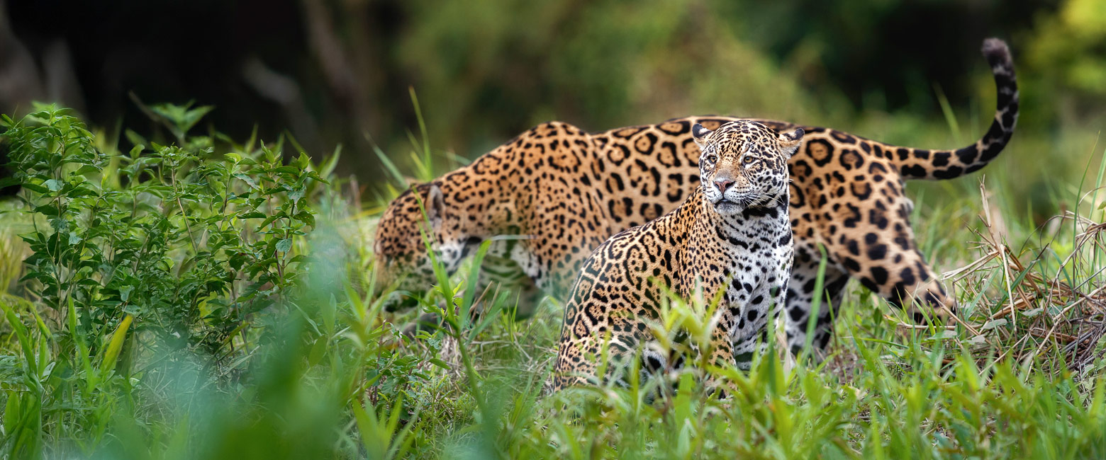 is the prime safari area in South America 