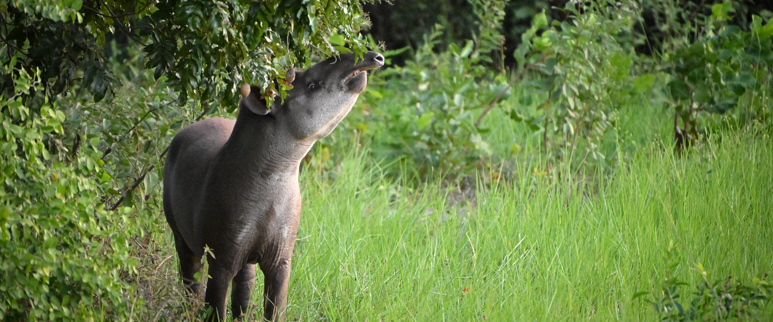 let us know your thoughts about Brazil and we will help you create the perfect safari 