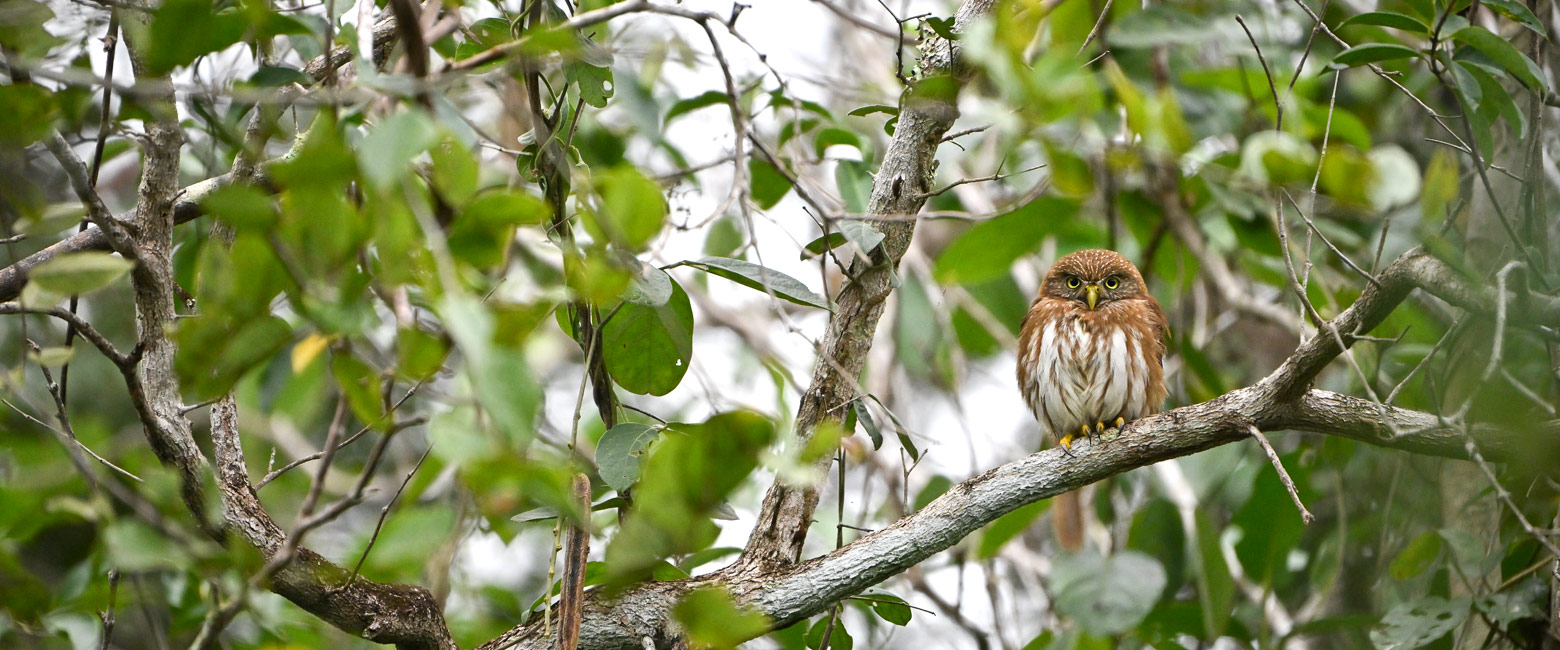 let us know your thoughts about Brazil and we will help you create the perfect safari 