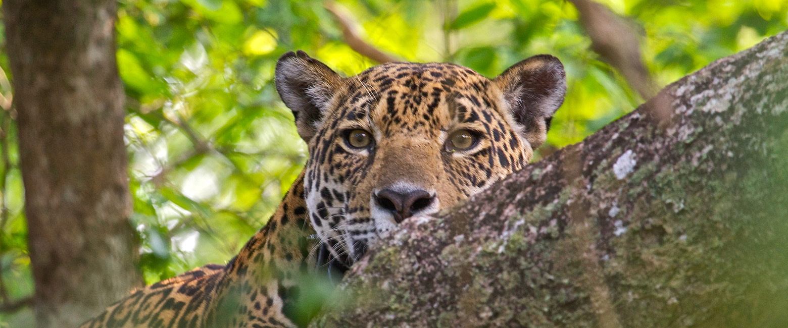 let us know your thoughts about Brazil and we will help you create the perfect safari