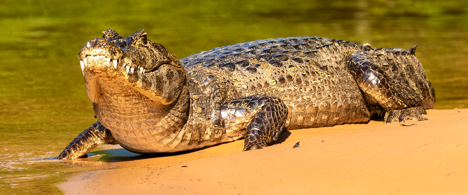 let us know your thoughts about Brazil and we will make sure to deliver the perfect safari 
