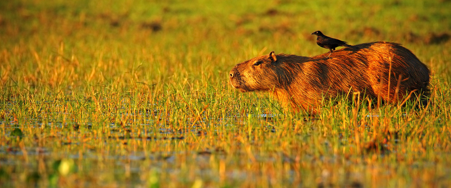 let us know your thoughts about Brazil and we will help you create the perfect safari