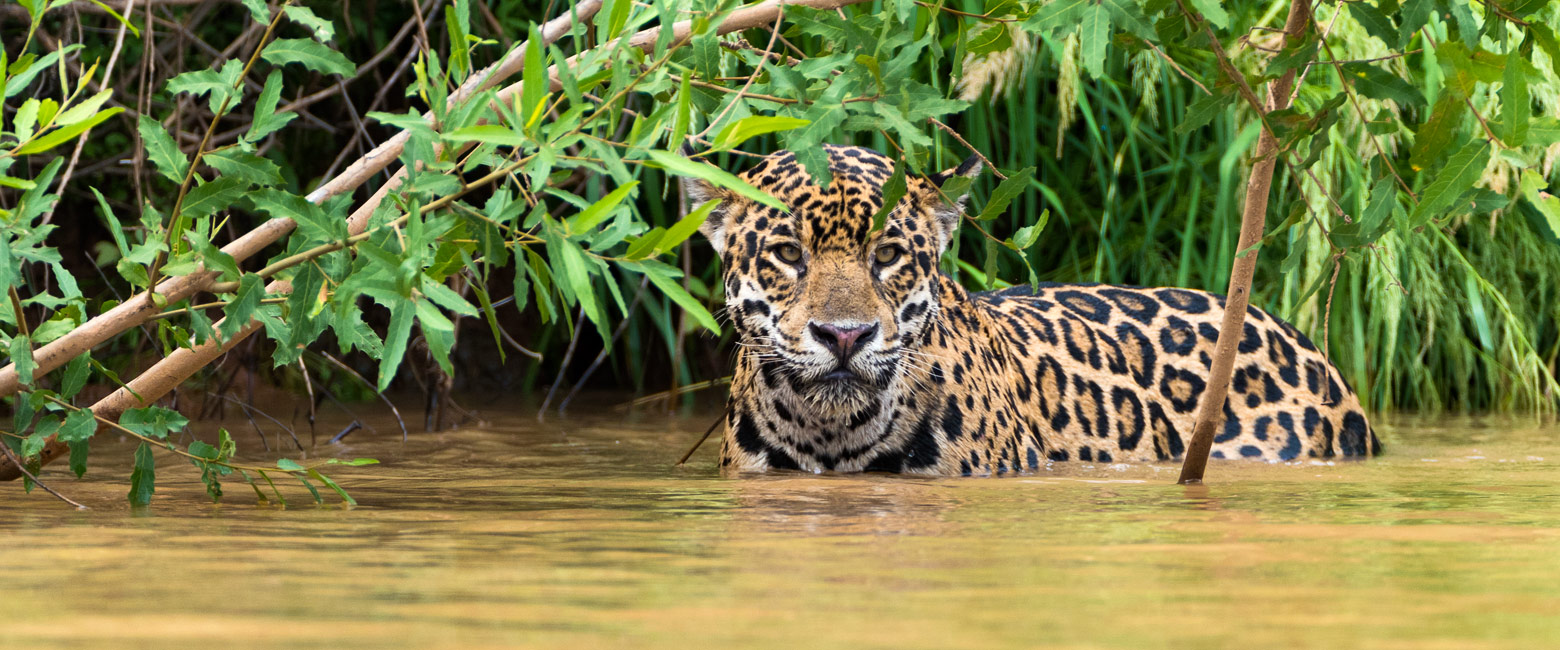 is moored on the Cuiabá River the leading location for jaguar viewings 