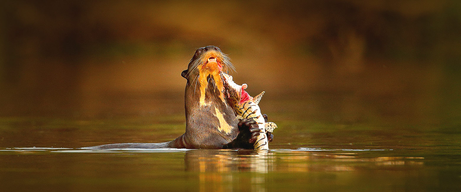 let us know your thoughts about Brazil and we will help you create the perfect safari 