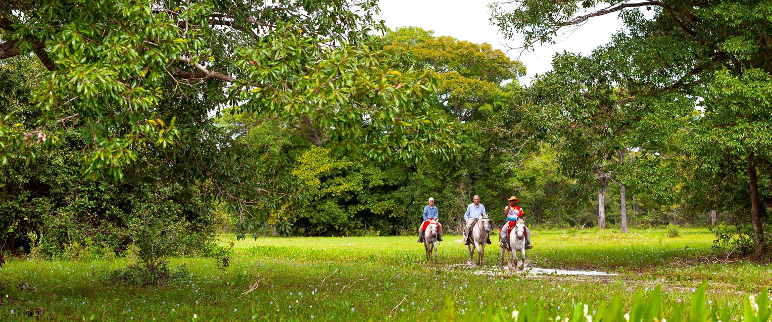 let us know your thoughts about Brazil and we will make sure to deliver the perfect safari 