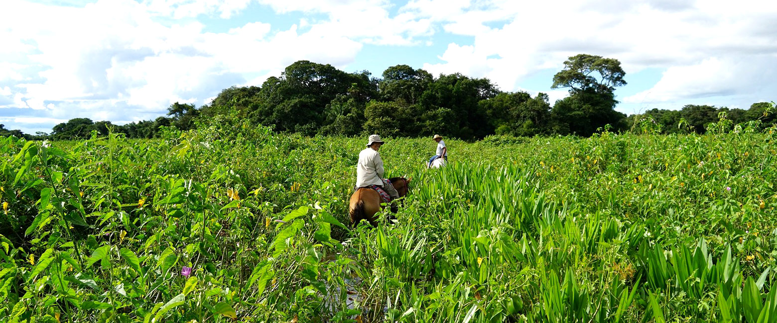 let us know your thoughts about Brazil and we will help you create the perfect safari
