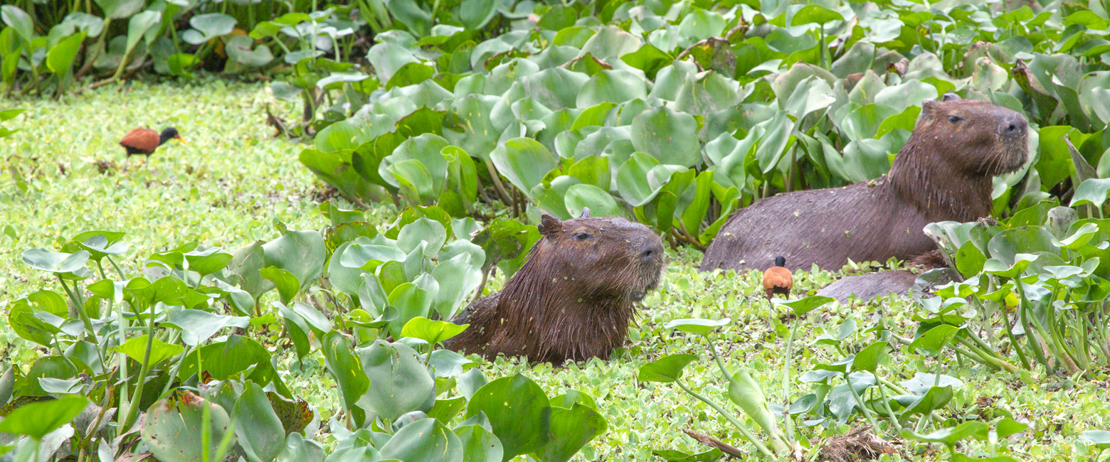 is a simple property with some interesting wildlife