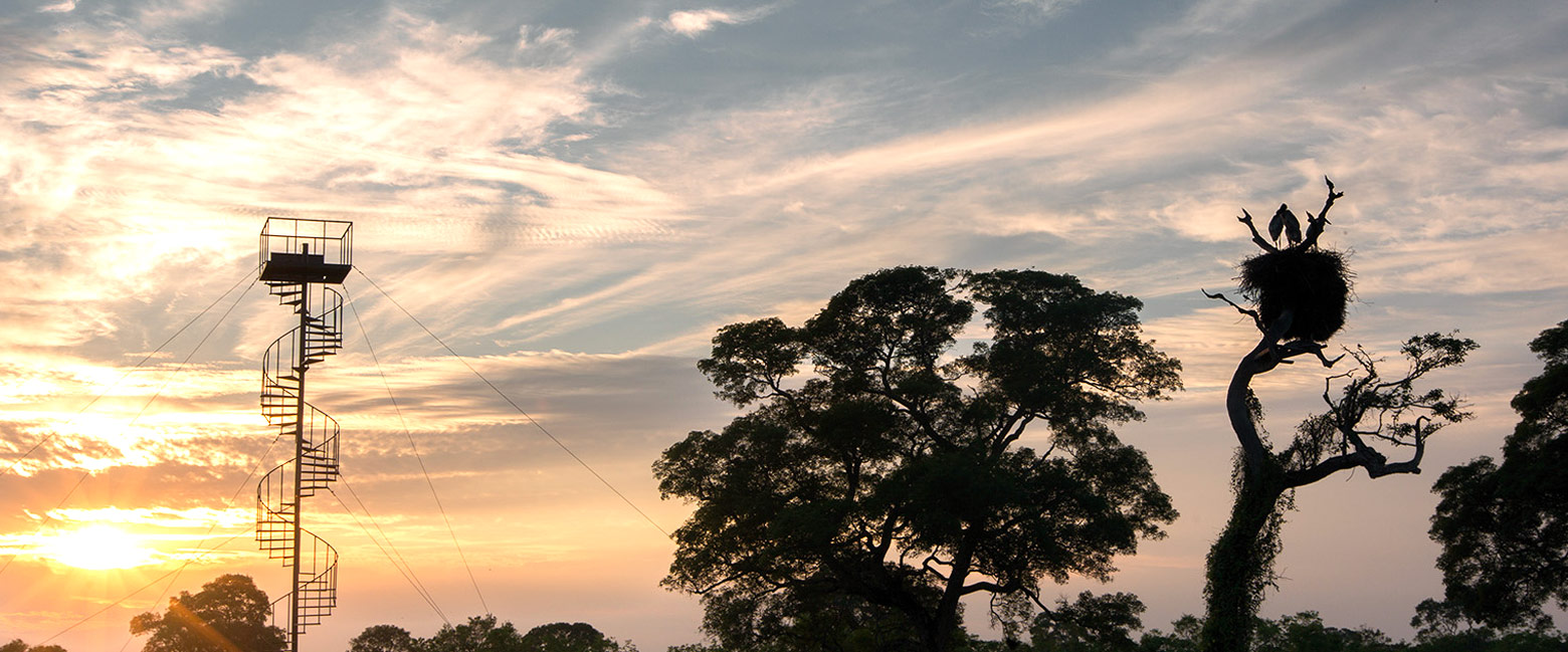 let us know your thoughts about Brazil and we will help you create the perfect safari