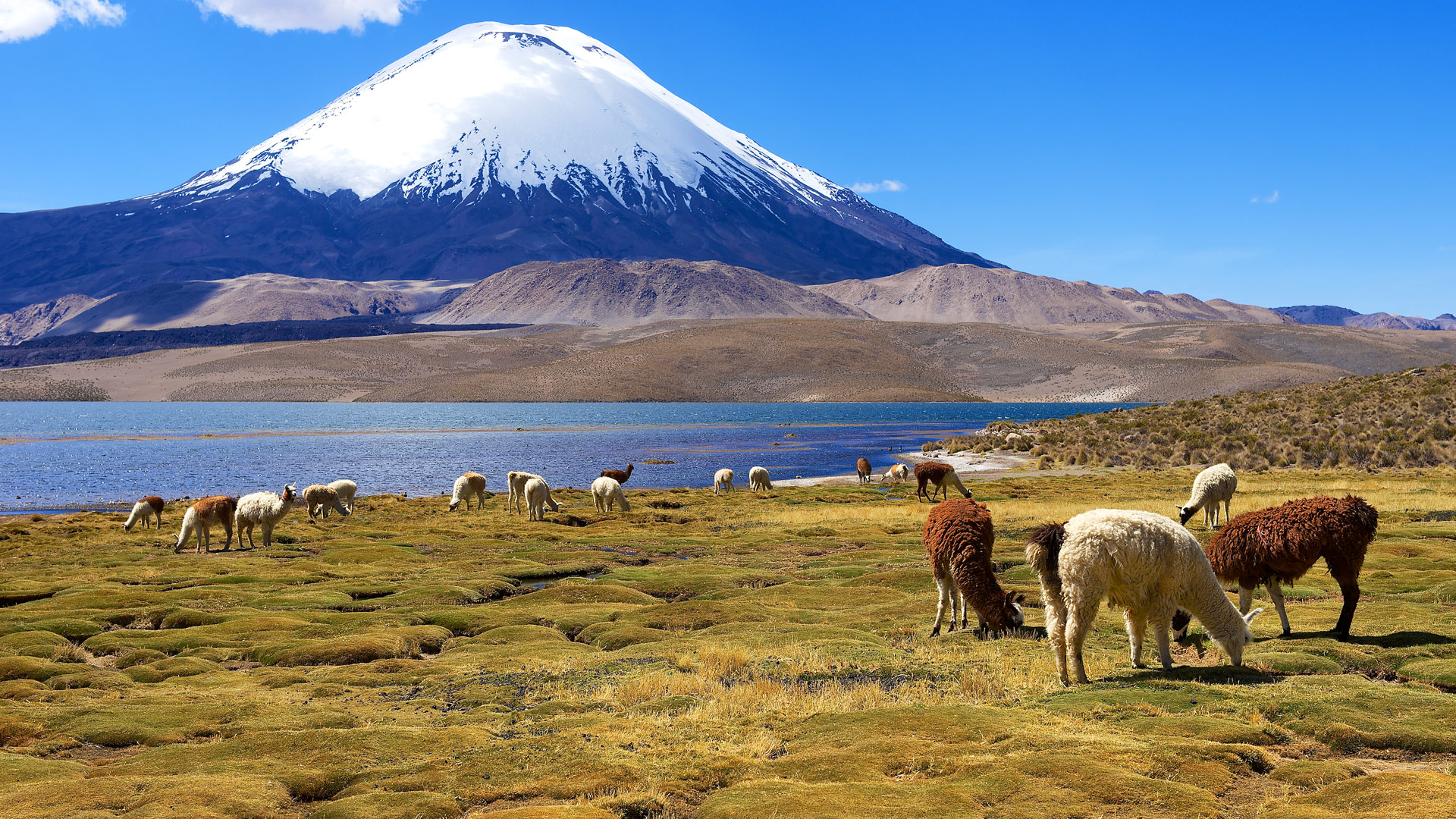 Safari to Lauca