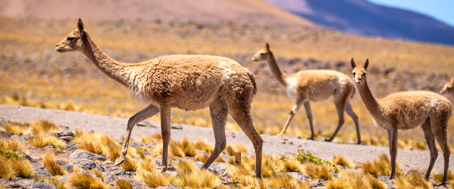 let us know your thoughts about Chile and we will help you create the perfect safari 