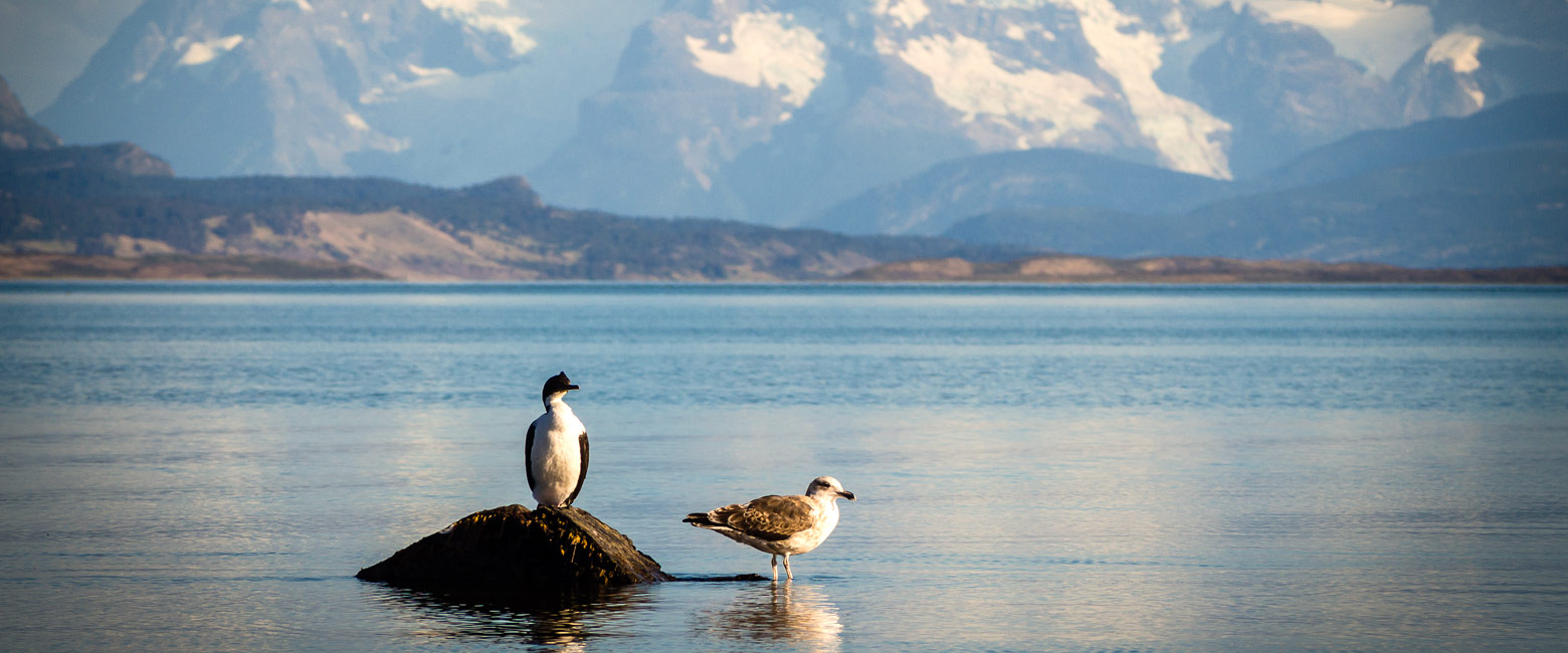 let us know your thoughts about Chile and we will make sure to deliver the perfect safari 