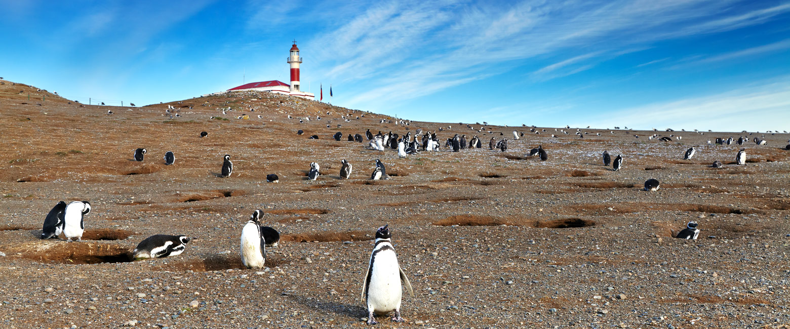 let us know your thoughts about Chile and we will help you create the perfect safari