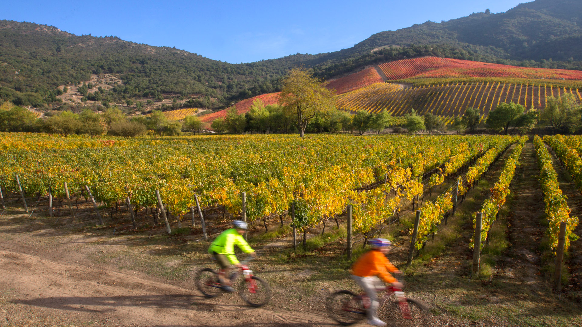 Travel to the Santiago Winelands