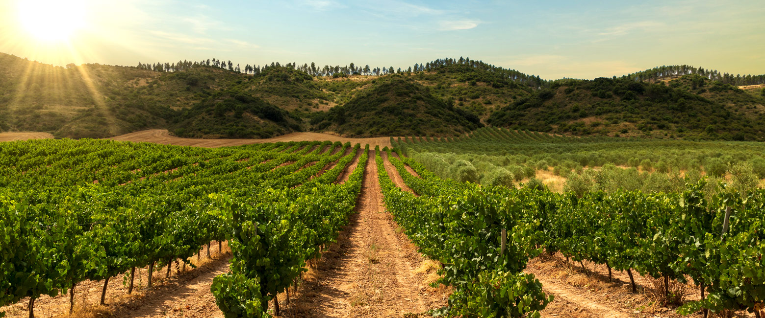 let us know your thoughts about Chile and we will make sure to deliver the perfect safari 