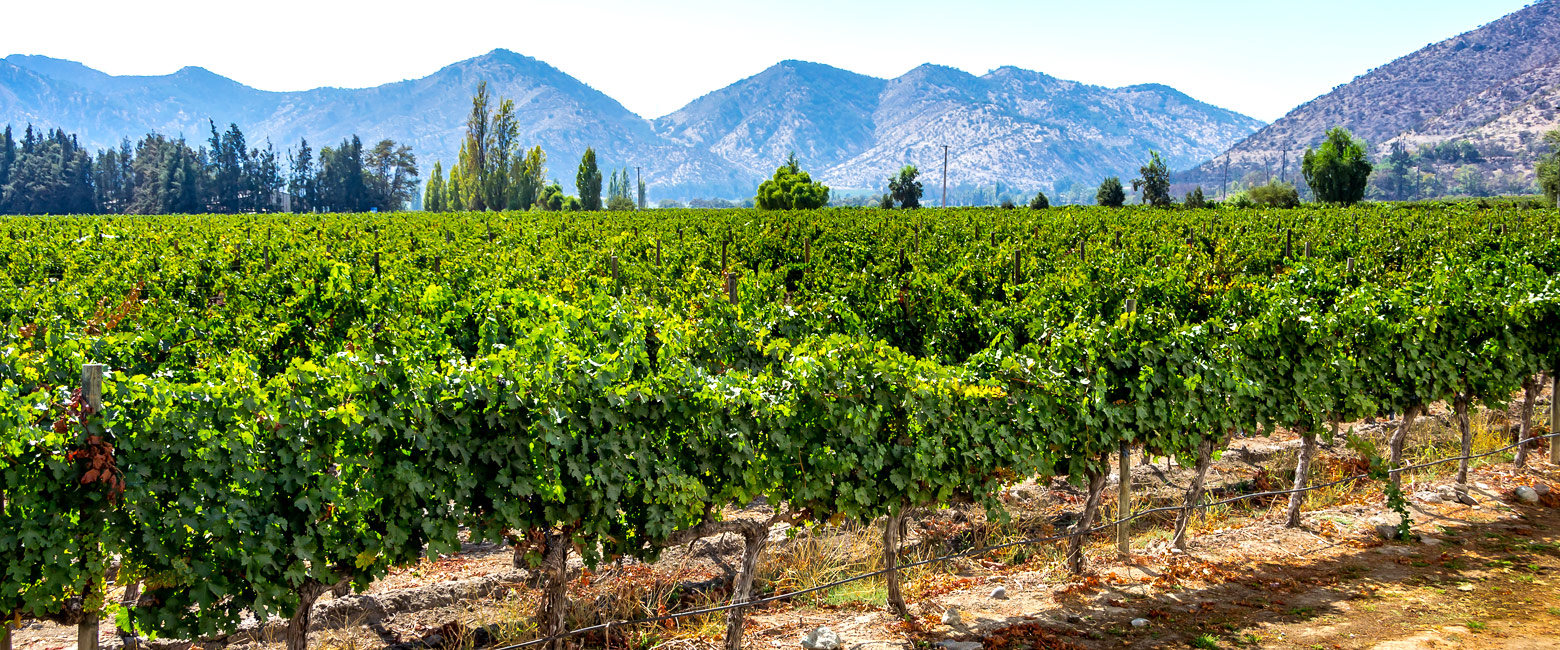 let us know your thoughts about Chile and we will help you create the perfect safari