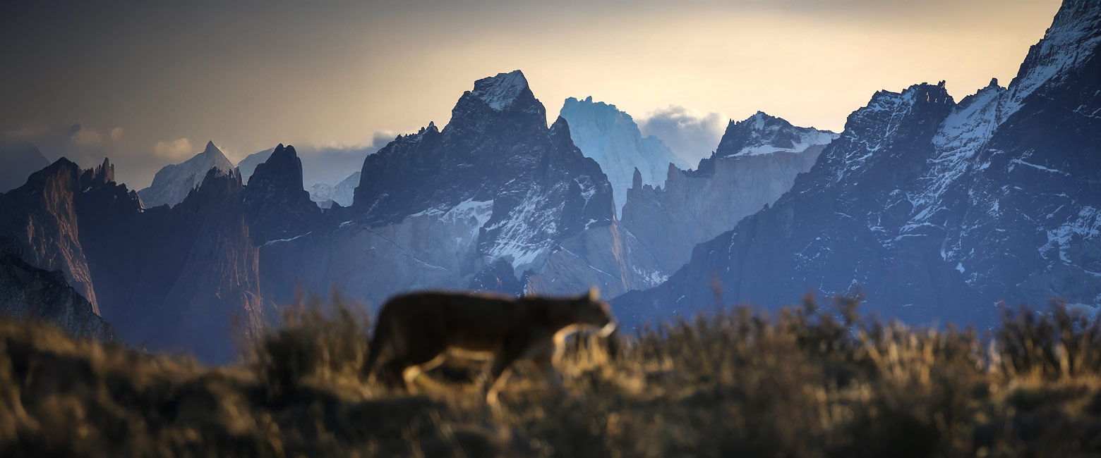 let us know your thoughts about Chile and we will help you create the perfect trip
