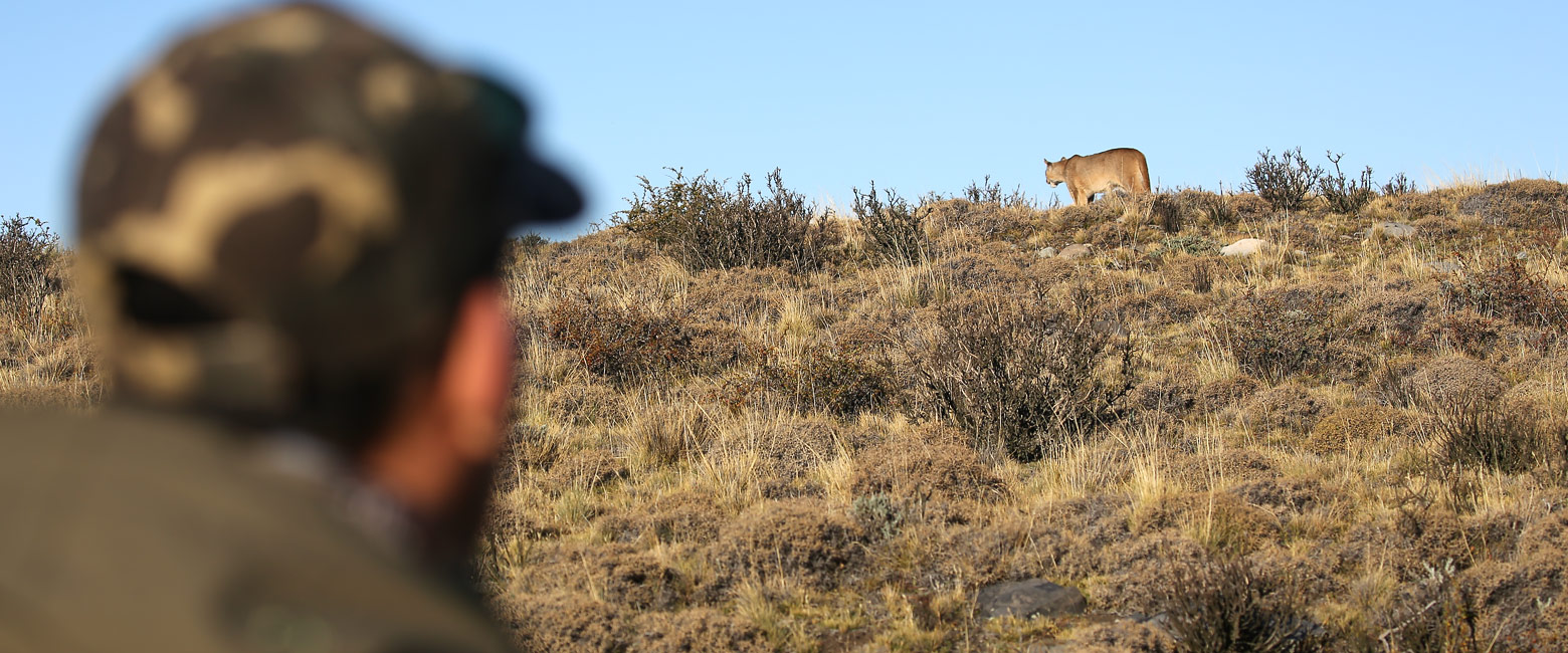 let us know your thoughts about Chile and we will help you create the perfect safari 