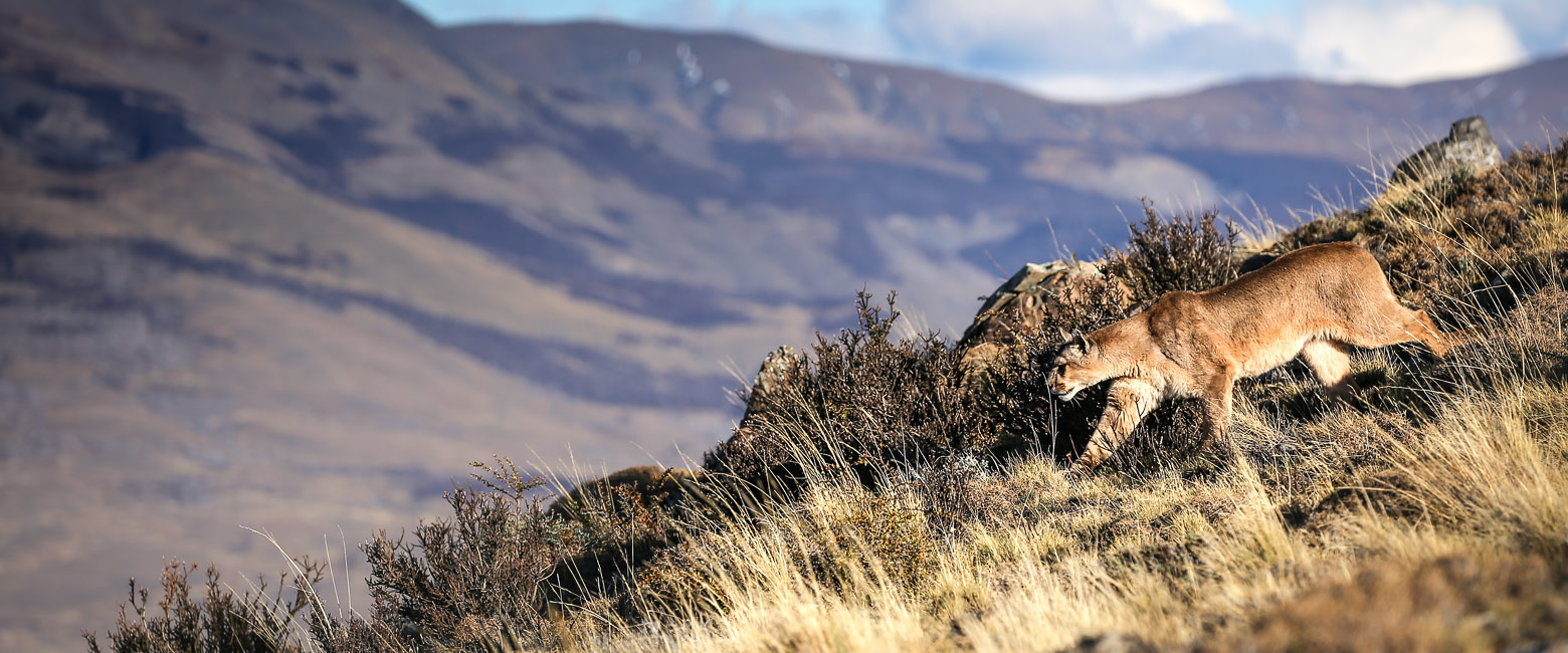 let us know your thoughts about Chile and we will help you create the perfect safari