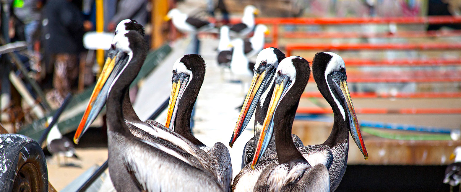 let us know your thoughts about Chile and we will help you create the perfect safari