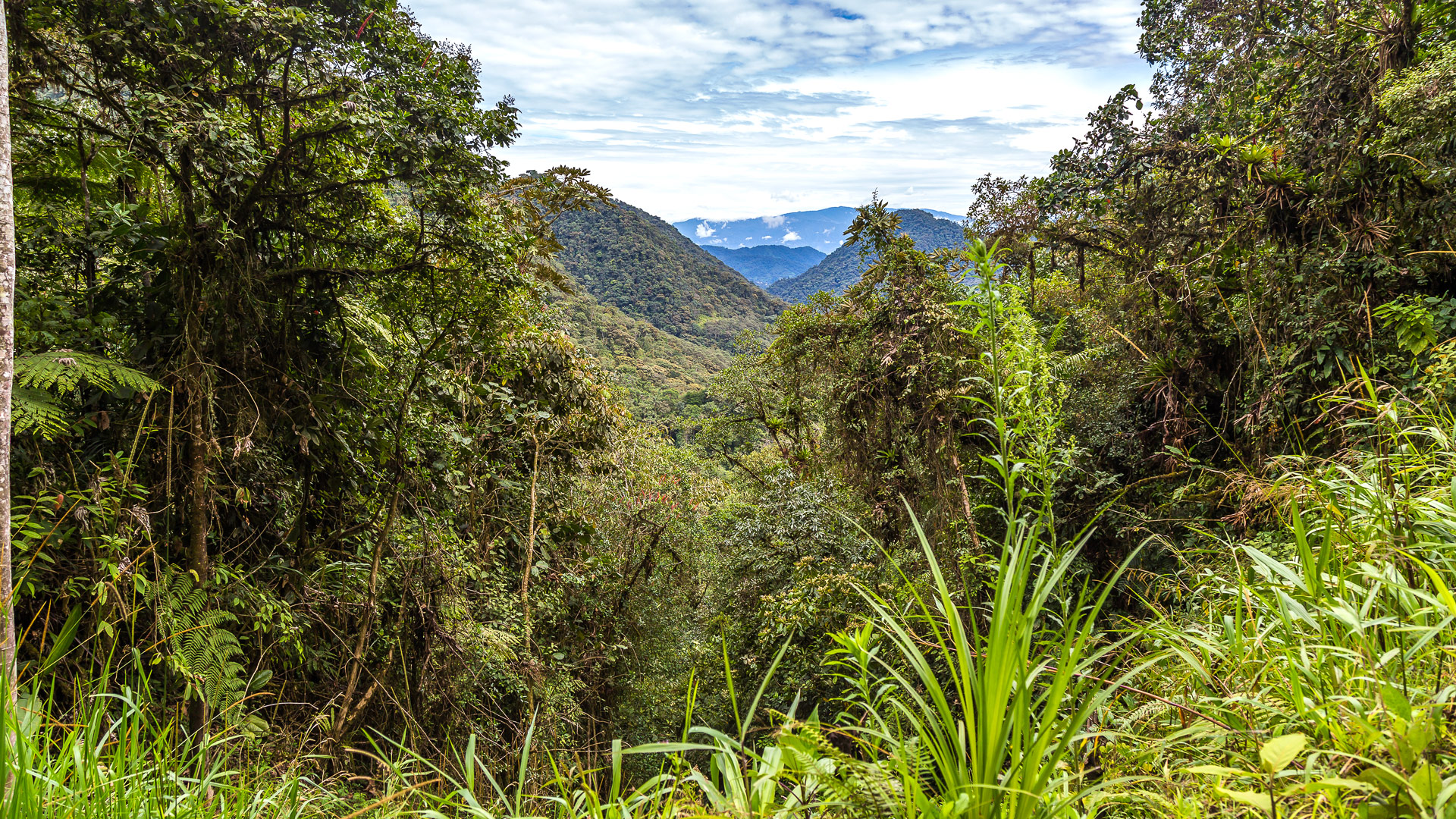 Safari to the Bosque Nuboso