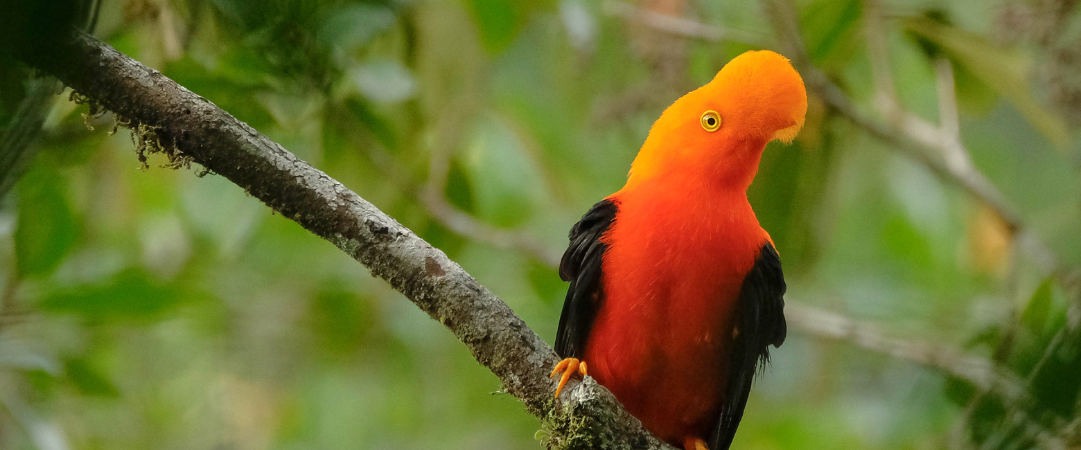 let us know your thoughts about Ecuador and we will help you create the perfect trip 