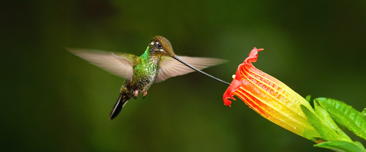 let us know your thoughts about Ecuador and we will help you create the perfect safari 