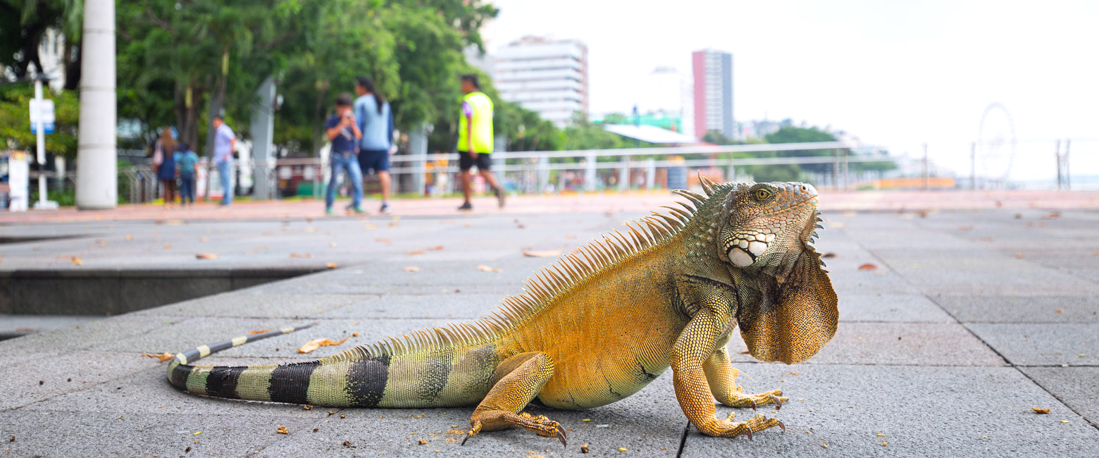 let us know your thoughts about Ecuador and we will help you create the perfect safari 